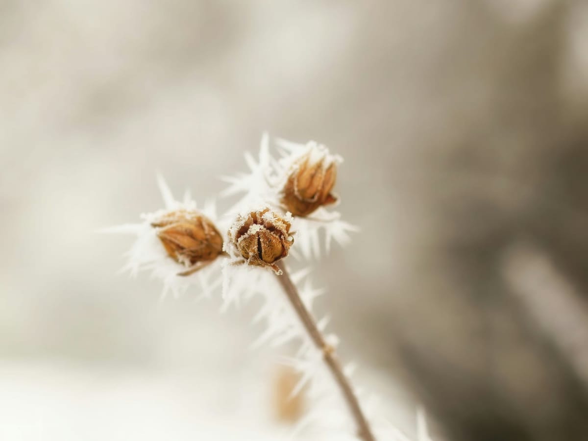 in a world without violence (we are the garden)